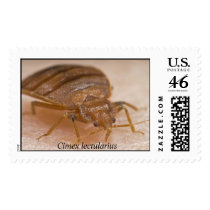 Cimex lectularius postage by Gary_Alpert Cimex lectularius postage