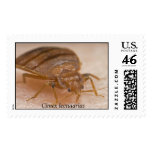 Cimex lectularius postage stamp
