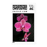 CIMG2003 POSTAGE STAMP CIMG2003 POSTAGE STAMP