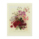 Cineraria Post Card