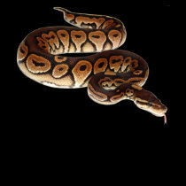 Cinnamon Ball Python t-shirts by reptilegeeks Cinnamon Ball Python t-shirts