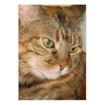 cinnamon cat aceo atc business card template