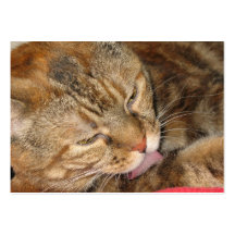 cinnamon cat aceo atc business card templates