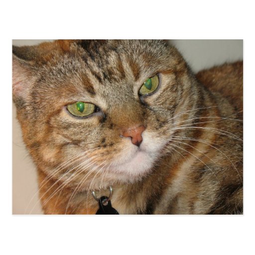 cinnamon cat post cards