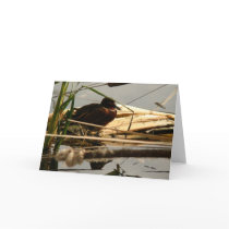Cinnamon Teal Duck Card by farmer77 Cinnamon Teal Duck Card