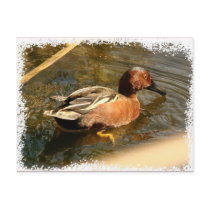 Cinnamon Teal Duck Postcard by farmer77 Cinnamon Teal Duck Postcard
