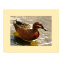 Cinnamon Teal Duck Print by farmer77 Cinnamon Teal Duck Print