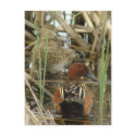 Cinnamon Teal Pair Postcard by naturalphotos Cinnamon Teal Pair Postcard