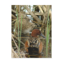 Cinnamon Teal Pair Postcard by naturalphotos Cinnamon Teal Pair Postcard