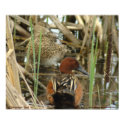 Cinnamon Teal Pair Poster posters by naturalphotos Cinnamon Teal Pair Poster posters