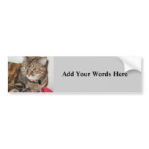 Cinnamon the Cat bumper stickers by DonnaGrayson_Photos Cinnamon the Cat bumper stickers
