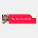 Cinnamon the Cat bumper stickers