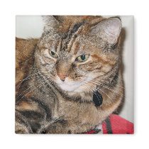 Cinnamon the Cat magnets by DonnaGrayson_Photos Cinnamon the Cat magnets