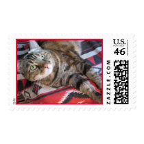 cinnamon the cat on red postage by DonnaGrayson_Photos cinnamon the cat on red postage