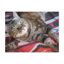 cinnamon the cat on red postcards