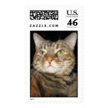 Cinnamon the Cat postage