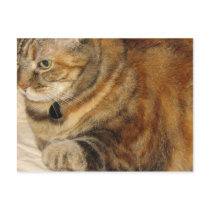 Cinnamon the Cat postcards