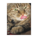 Cinnamon the Cat Postcard postcards