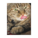 Cinnamon the Cat Postcard