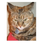 Cinnamon the cat postcard