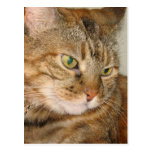 cinnamon the cat postcard