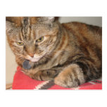 Cinnamon the Cat Postcard