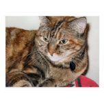 Cinnamon the Cat Postcards