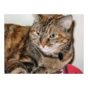 Cinnamon the Cat posters