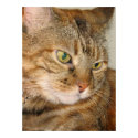 cinnamon the cat posters