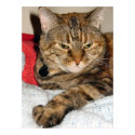 Cinnamon the Cat posters