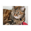 Cinnamon the Cat posters