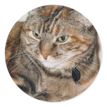 Cinnamon the Cat stickers by DonnaGrayson_Photos Cinnamon the Cat stickers