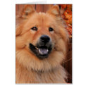 Cinny Chow Chow Photo-12 card