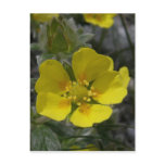 Cinquefoil Blossom, Unalaska Island Post Card