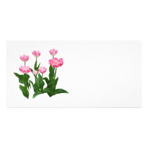 Circle of Pink Tulips photo cards