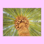 Circle Palm canvas prints