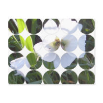 Circle Photo Postcard
