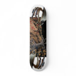 "Circle Storm" board Skate Board Decks