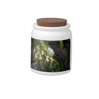 Cirrhopetalum Orchid Candy Jar candyjar