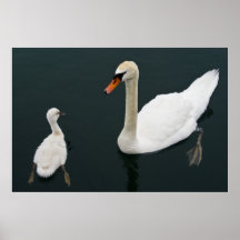 Cisne y polluelo impresiones