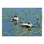 Cisnes de trompetista tarjetas