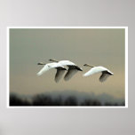 Cisnes de tundra poster