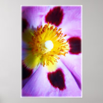 Cistus flower print posters