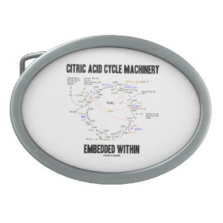Citric Acid Cycle Machinery Embedded Within Krebs Belt Buckles