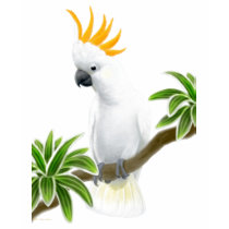 Citron Cockatoo Babydoll t-shirts by twopurringcats Citron Cockatoo Babydoll t-shirts