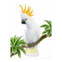 Citron Crested Cockatoo Poster posters