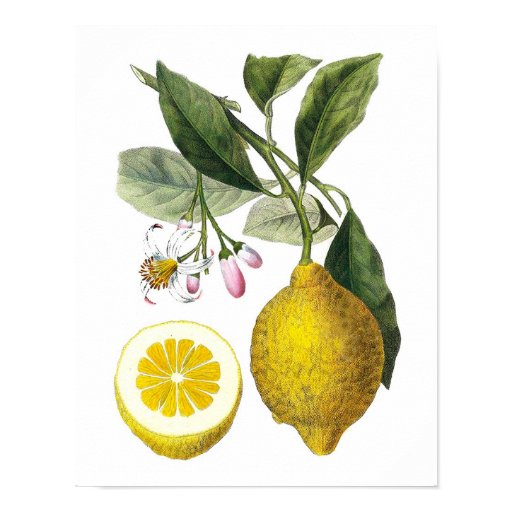Citrus Fruit Lemon Botanical Print no. 9 Wall Art Zazzle