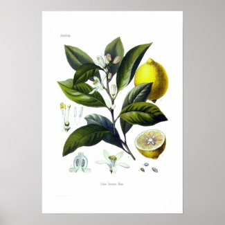 Citrus limonum (Lemon) Print