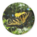 CJ-  Yellow Swallowtail Butterfly Magnet