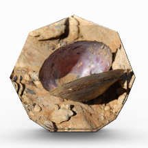 Clam Shell Acrylic Award